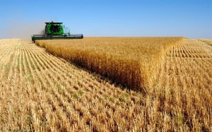 Сельское хозяйство в России постепенно выходит из кризиса