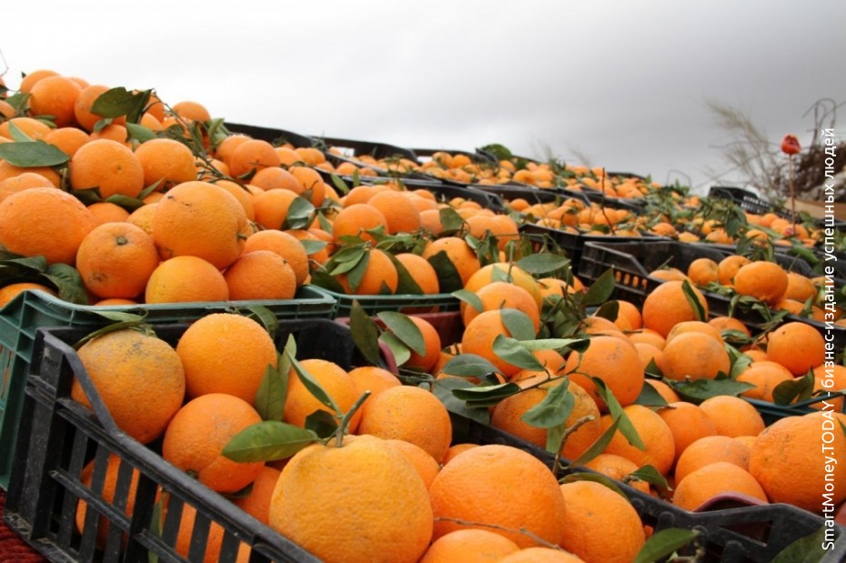 В России наблюдается дефицит апельсинов