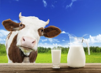 Молоко на российских прилавках может резко подорожать