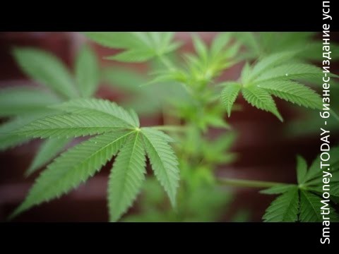 Продажи легальной марихуанны в мире выросли в 3 раза