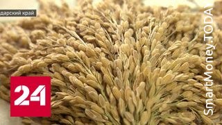 Цены на рис в России могут упасть из-за рекордного урожая