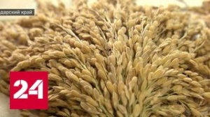 Цены на рис в России могут упасть из-за рекордного урожая